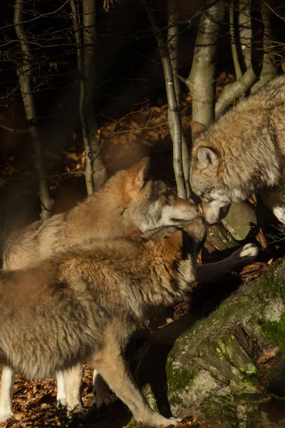 Wolven in het bos — Stockfoto