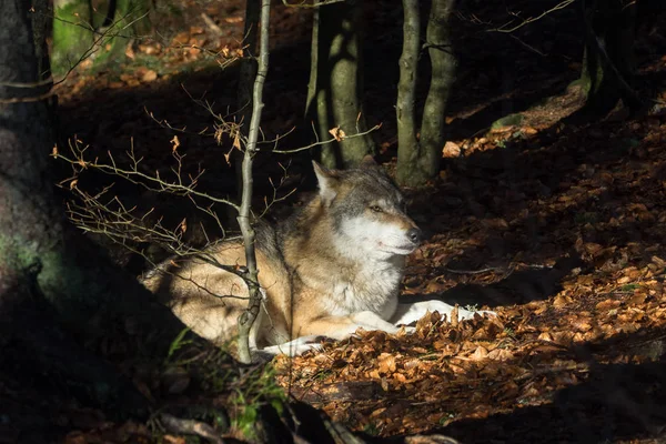 Wolven in het bos — Stockfoto