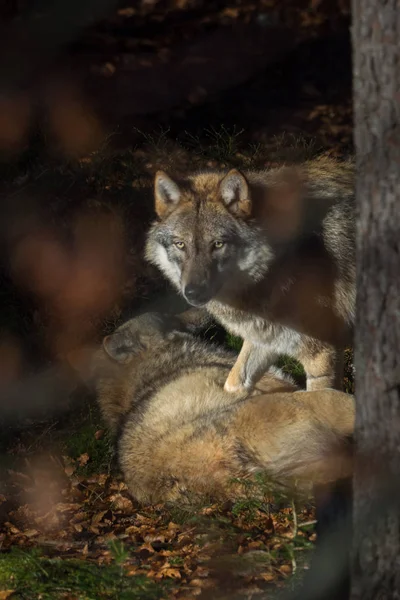 Les loups dans la forêt — Photo