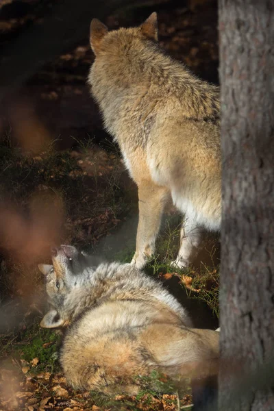 Lobos na floresta — Fotografia de Stock