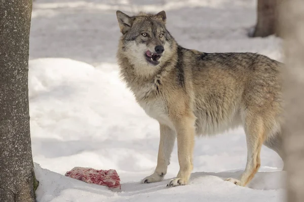 Wolf húst eszik a hóban — Stock Fotó