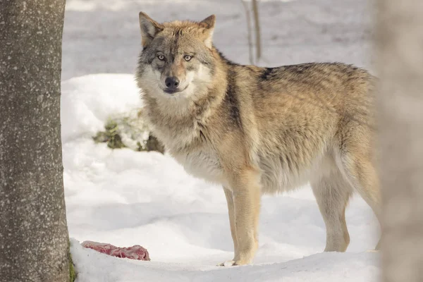 Wolf eats meat in the snow — Stock Photo, Image