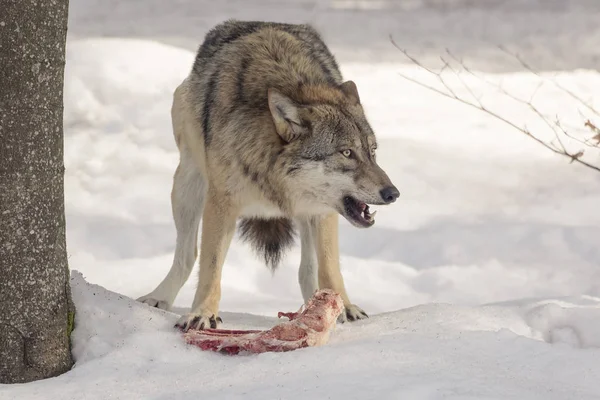 Wolf et karda yer.