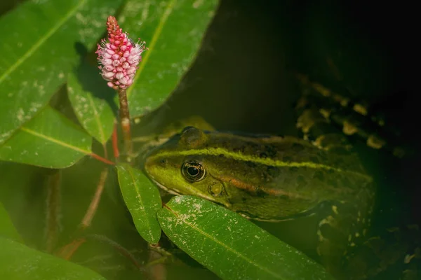 Frosch im Wasser zwischen Blättern — Stockfoto