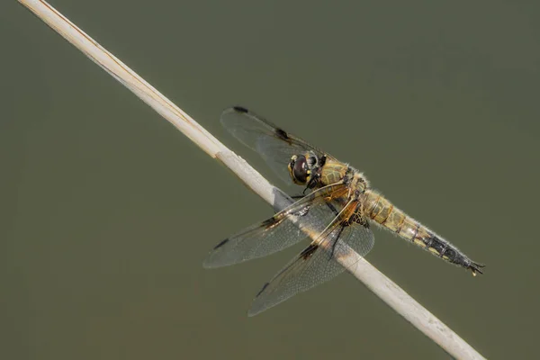 Große Libelle auf einem kleinen Ast — Stockfoto