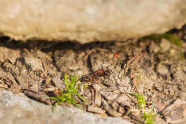 Bahçede iki karınca