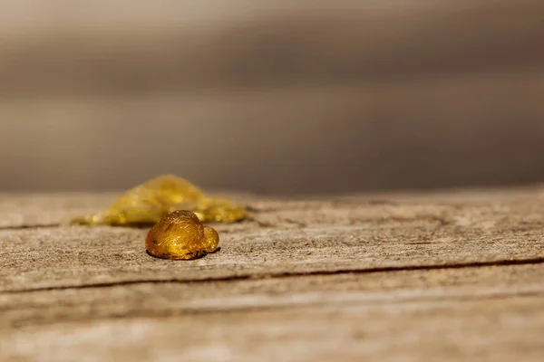 Une petite goutte de résine sur un arbre — Photo