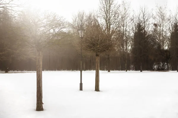 나무와 겨울에 공원에서 랜 턴 — 스톡 사진