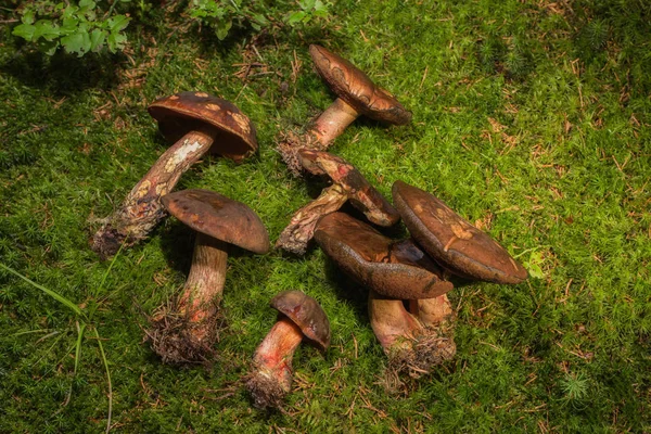 Pilze sammeln auf dem Waldboden — Stockfoto