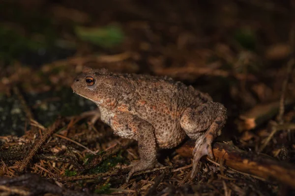 Toad on the forest floor — Stock Photo, Image