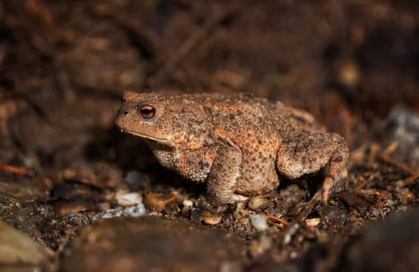 Toad on the forest floor — Stock Photo, Image