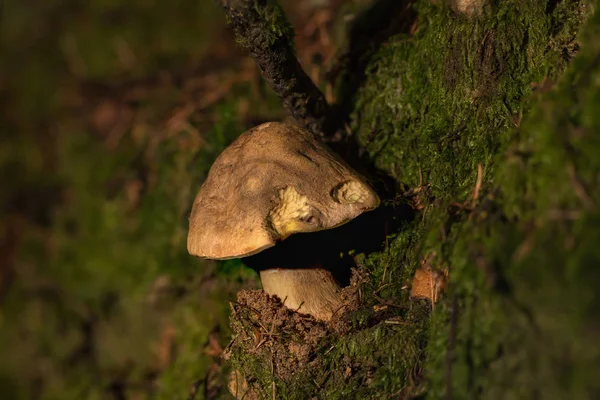 森の中の小さなキノコ — ストック写真