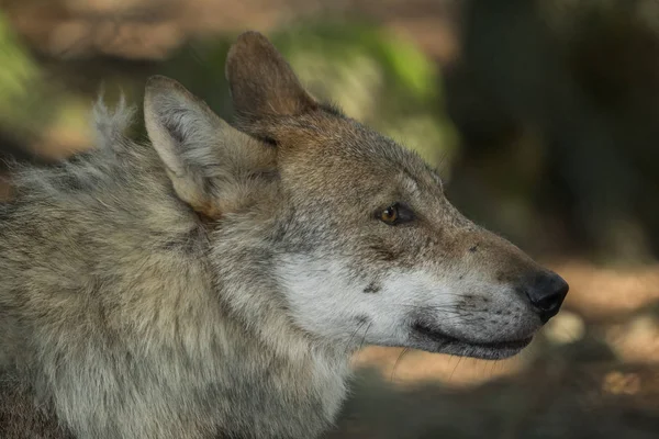 Portret van een wolf — Stockfoto