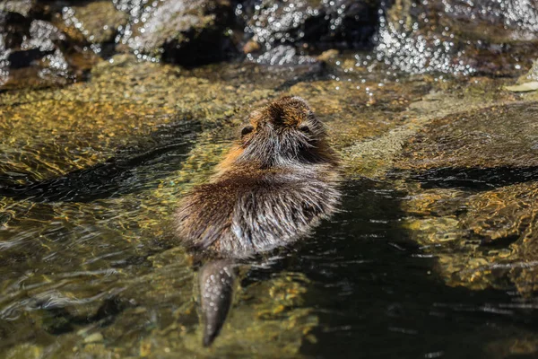 A hód, a víz — Stock Fotó