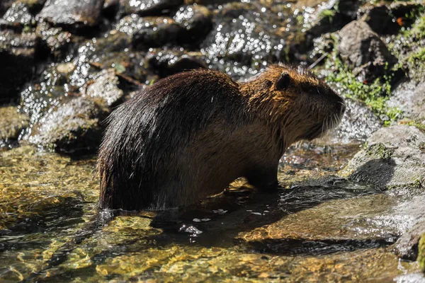 A beaver by the water — Stock Photo, Image