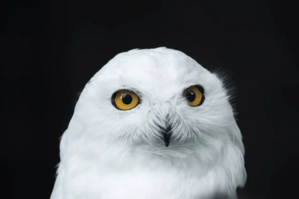 The head of a snow owl