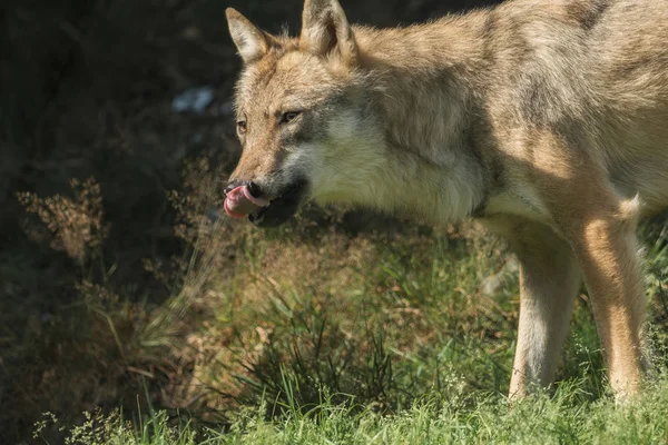 Een wolf staat en neemt — Stockfoto