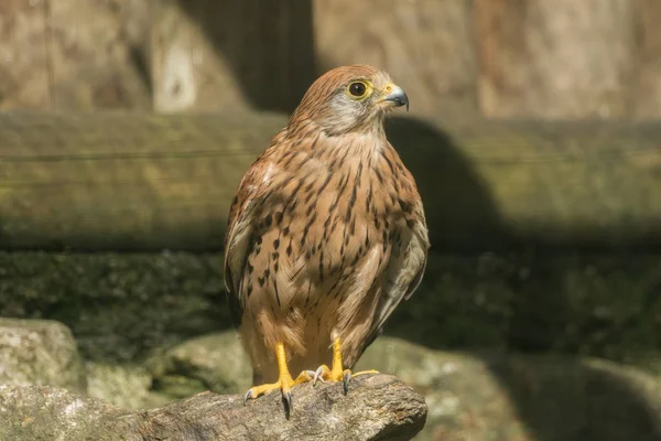 A tower falcon sits on a stone — Stock Photo, Image