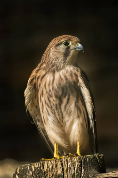 A tower falcon sits on a stone — Stock Photo, Image