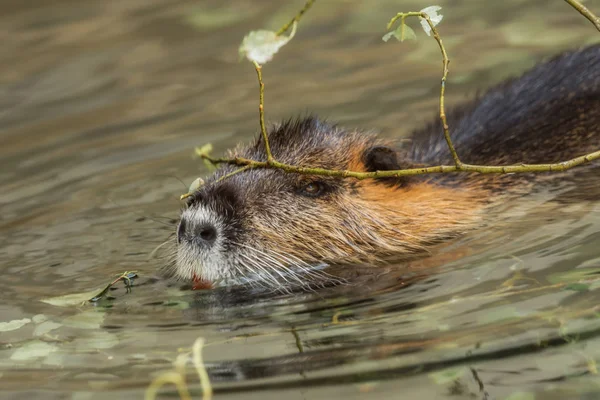A beaver is cleaning himself by the water — Stock Photo, Image