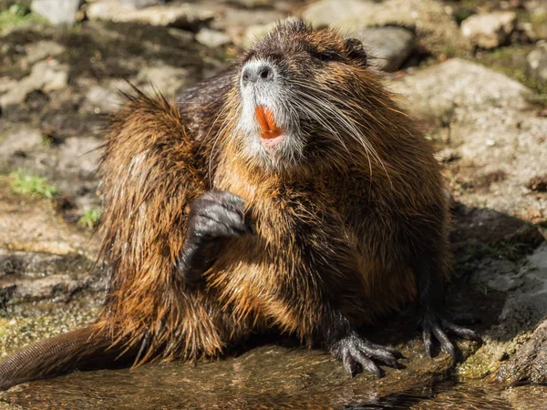 Un castoro si sta pulendo vicino all'acqua — Foto Stock