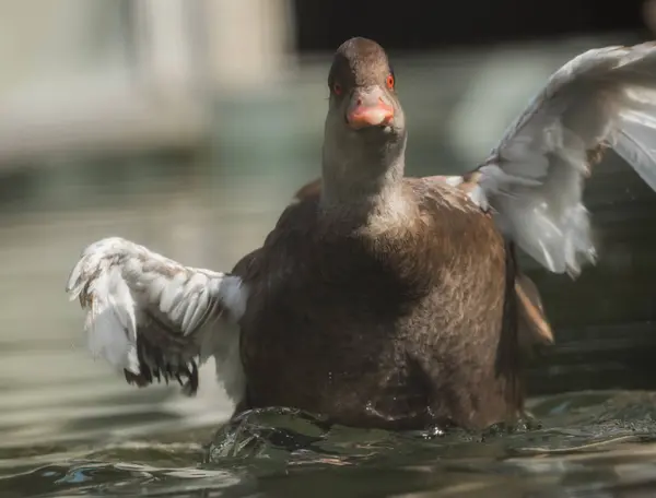 Eine Ente schwimmt im Wasser — Stockfoto