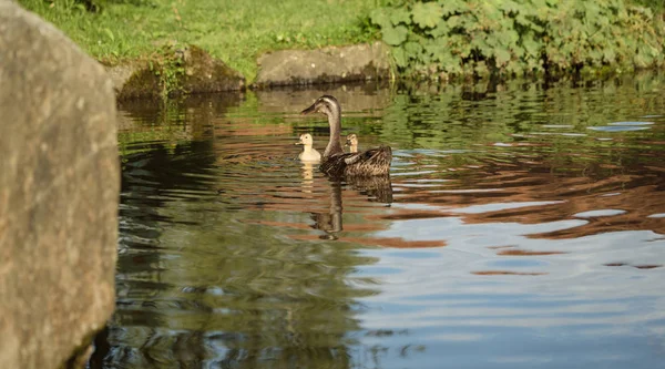 Ente auf dem Wasser mit jungen Enten — Stockfoto