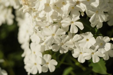 Beyaz çiçek yumuşak arka plan