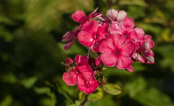 Květina s růžovými květy a včely — Stock fotografie