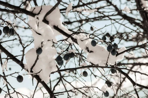 Větve pokryté sněhem — Stock fotografie