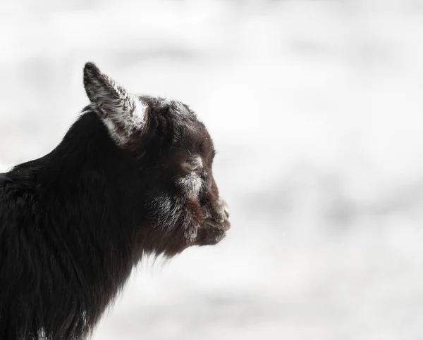 年轻只黑山羊，用柔和的背景 — 图库照片
