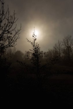 Çayır ve ağaçlar erken sabah sis ile