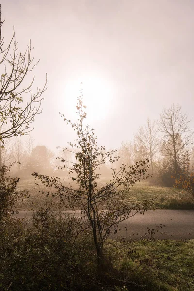 Wiese und Bäume frühmorgens bei Nebel — Stockfoto