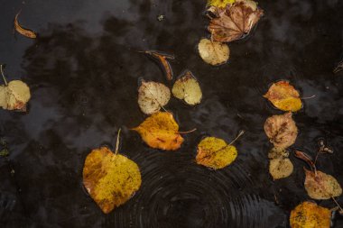 Bir su birikintisinde sonbahar yaprakları