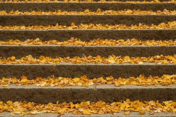 Staircase with autumn leaves — Stock Photo, Image