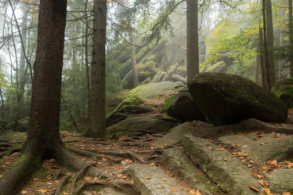 巨大的岩石，在森林里 — 图库照片