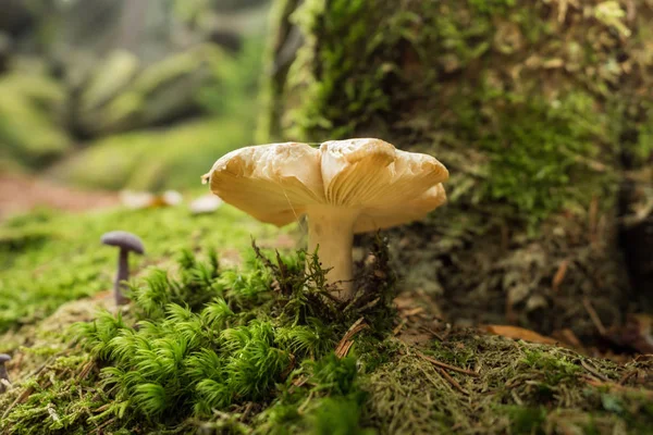 Pilze im Wald — Stockfoto