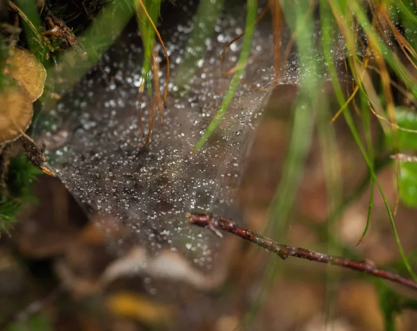 Telaraña en el bosque con gotas de lluvia — Foto de Stock