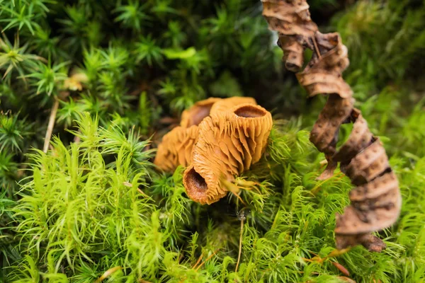 Gombák az erdőben — Stock Fotó