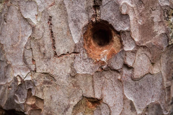 분기 구멍 나무 껍질 — 스톡 사진