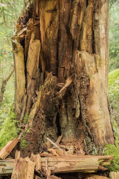 Död trädstam i skogen — Stockfoto