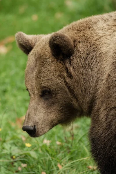 Cabeça de um urso pardo — Fotografia de Stock
