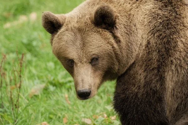 Cabeça de um urso pardo — Fotografia de Stock
