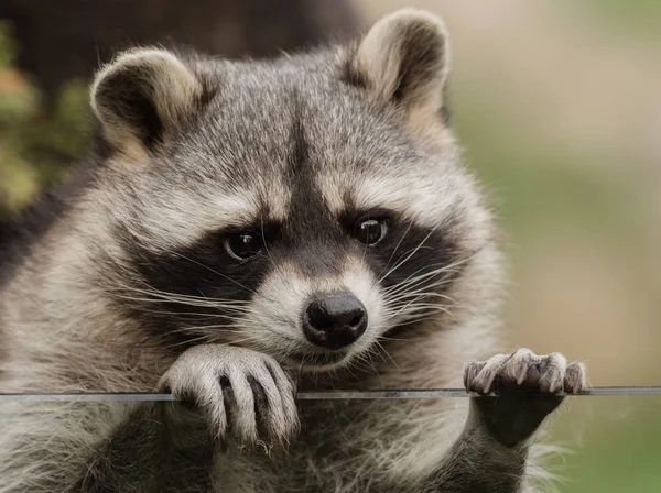 Ein süßer kleiner Waschbär — Stockfoto