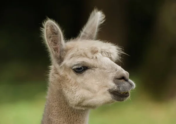 Testa di lama — Foto Stock