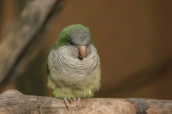 Un petit oiseau sur une branche — Photo