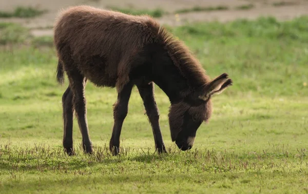 Um burro come erva no prado — Fotografia de Stock