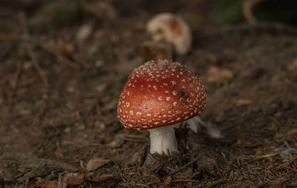 Pilze im Wald — Stockfoto