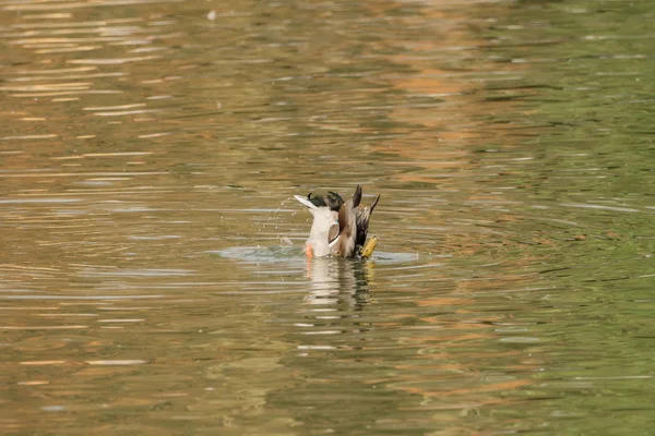 Um pato mergulha na água — Fotografia de Stock