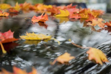 Birçok yaprakları sonbaharda bir araba